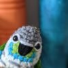 Crimson-bellied Conure