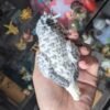 Cinnamon Pearl Cockatiel