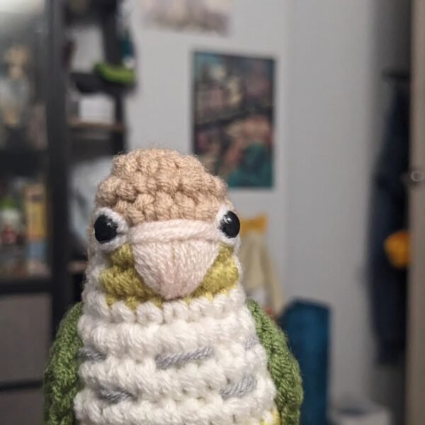 Cinnamon Turquoise Conure
