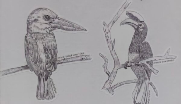 IMG_20260204_001633 Hand-drawn Bird Stickers