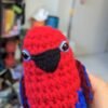 Red Female Eclectus