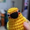 Sun Conure