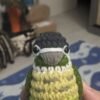 Green-cheeked Conure (Dark)