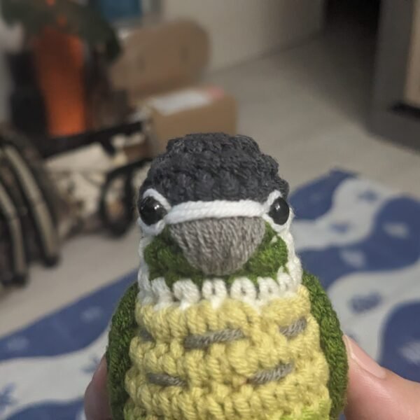 Green-cheeked Conure (Dark)
