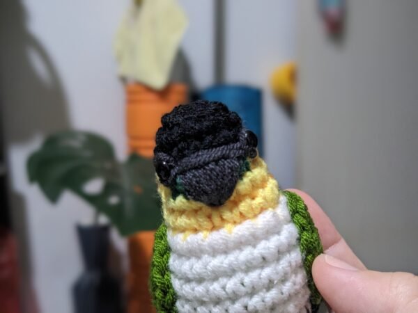 Black-headed Caique