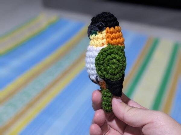 Black-headed Caique