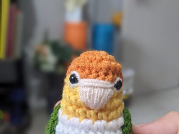 White-bellied Caique