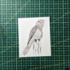 PXL_20260614_071853709.PORTRAIT.ORIGINAL~2 Hand-drawn Bird Stickers